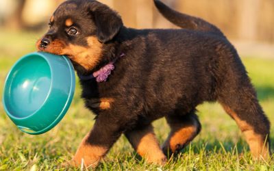 Dog Bowl: Importance of Cleaning