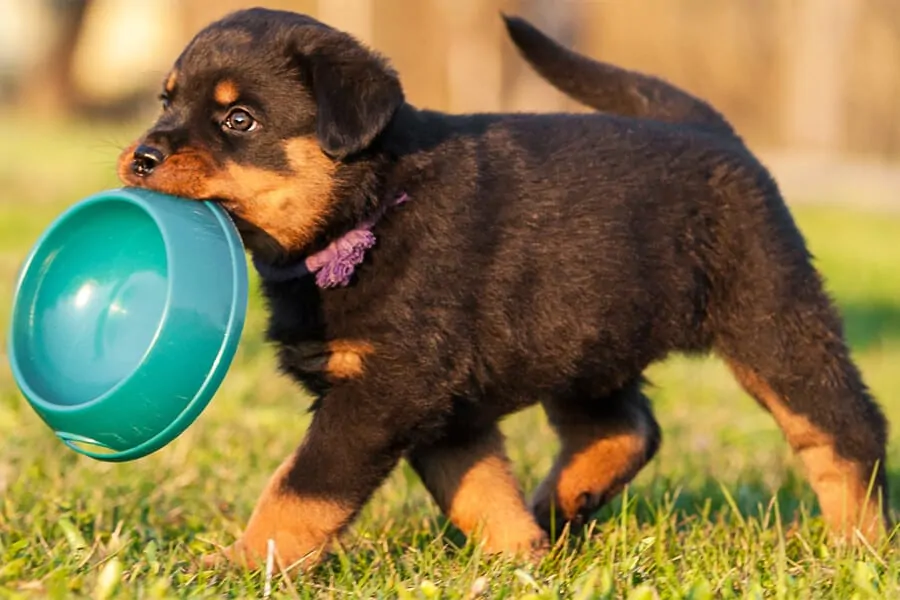 Dog Bowl: Importance of Cleaning