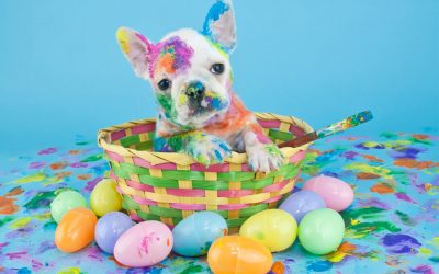 Creating an Easter Egg Hunt for your Dog