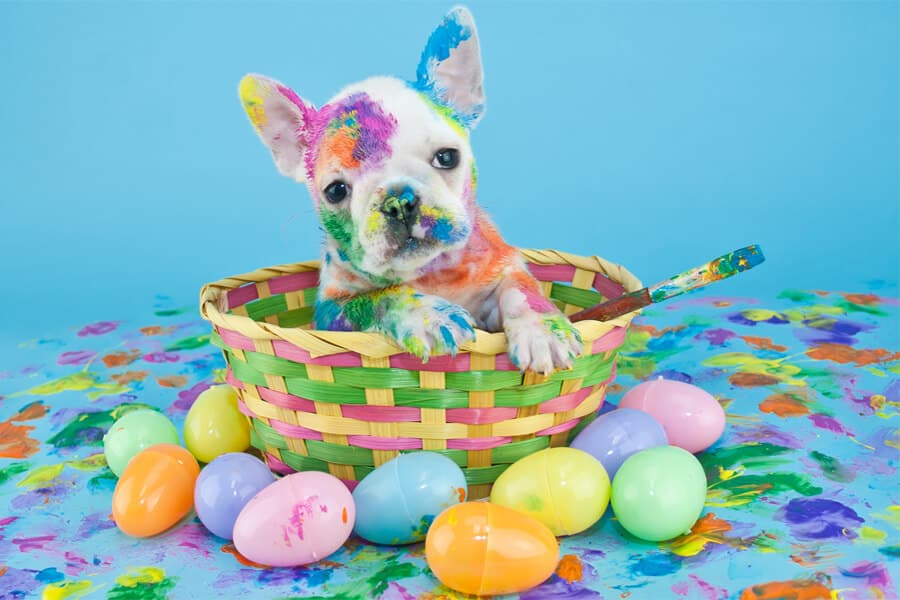 Creating an Easter Egg Hunt for your Dog