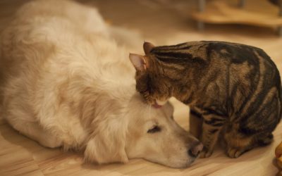 Help Animals in Need on National Pet Day