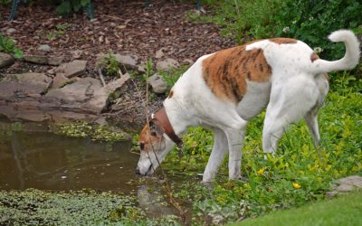 Giardia from drinking pond/creek water