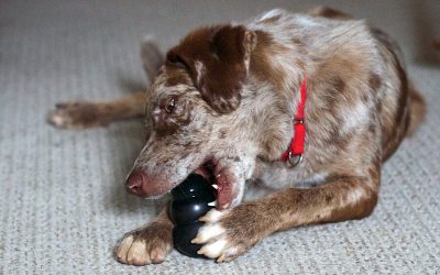 Toys My Dog Can’t Destroy