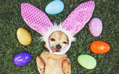 Are Leftover Easter Eggs Good For Pets?