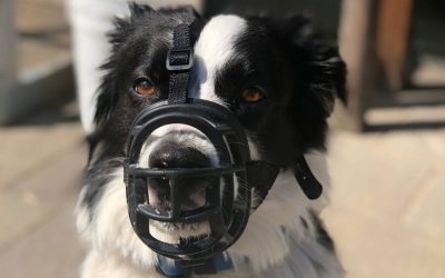 Wounds: First Aid Kit Items To Dress Them