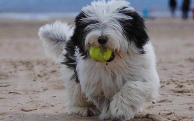 Spring Activities for You and Your Dog