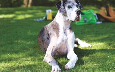 Dog Breeds for People Who Like to Travel