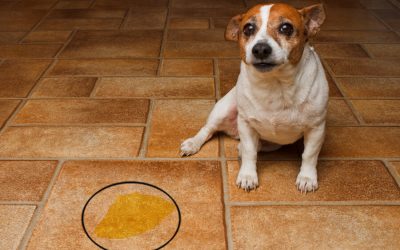 Why Puppies Sometimes Pee When Excited