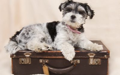 When Should Your Pet Travel With You