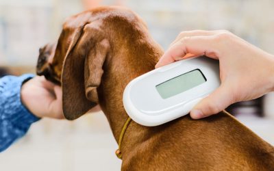 Microchipping Your Pets-3 Reasons Why