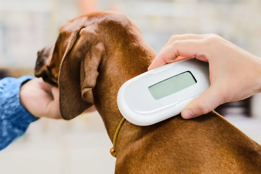 Microchipping Your Pets-3 Reasons Why