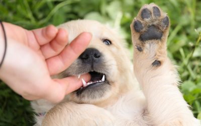 Puppy Bites-Why They Do It & Solutions