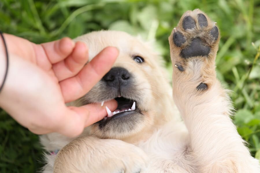 Puppy Bites-Why They Do It & Solutions