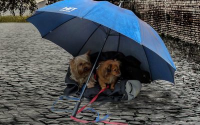 Weather-Prepare Your Dog When It Changes