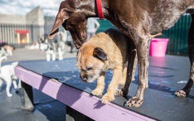 Daycare vs Walker: Choice May Be Fido’s