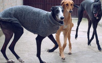 Daycare: Is Your Dog Is an Ideal Candidate?