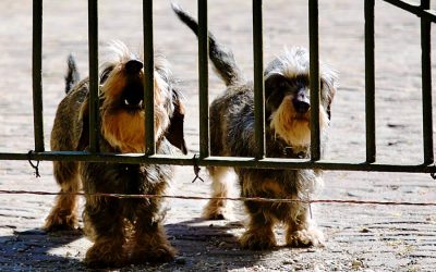 Barking: What You Can Do to Stop It