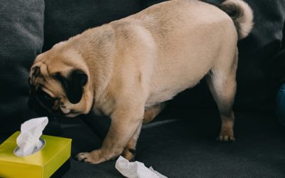 Combating Your Dog’s Allergies