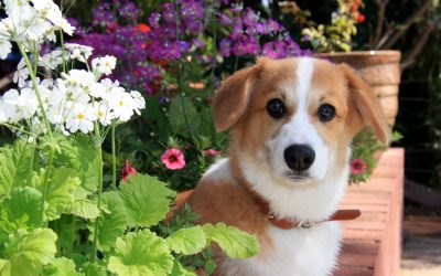 Top 10 Pet Safe Plants for Gardening