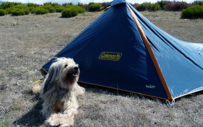 Key Amenities At A Pet Friendly Campground