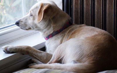 Separation Anxiety-Signs and Solutions