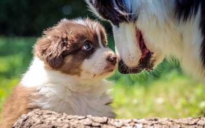 Introducing New Puppy to Older Dog