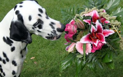 Poisonous Plants and your Pets