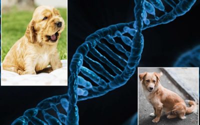 DNA: What To Know Before Testing Fido’s