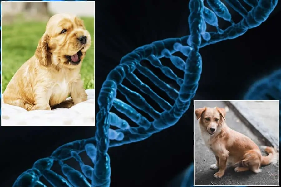 DNA: What To Know Before Testing Fido’s