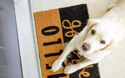 Socialization in Adult Rescue Dogs