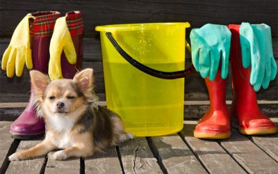 Cleaning Your Home The Pet-Safe Way