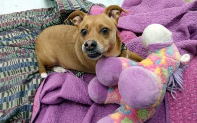 A Field Guide for Working Dog Owners