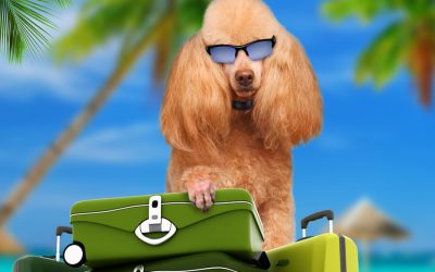 Pet-Sitting Options for the Travel Lover