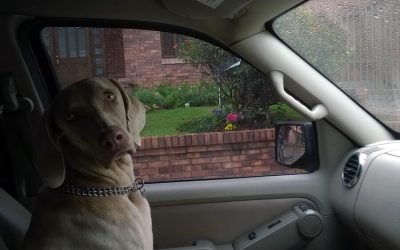 Is it Illegal to Leave Pet Alone in the Car?