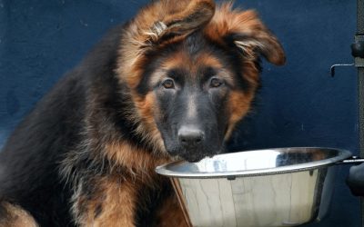 COVID-19 Weight Gain: Watch Food Intake