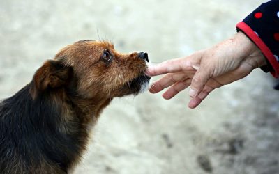 Dog Bites: Reasons Why & Ways To Prevent