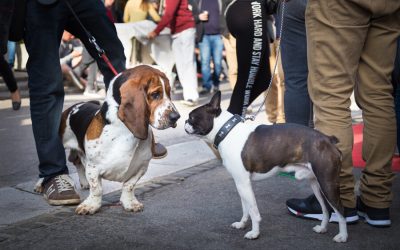 Control 1st Greeting Between Dogs