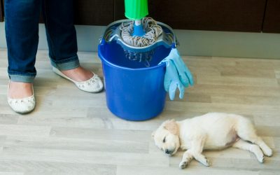 Cleaning Products-Pet Safe & Store-Bought