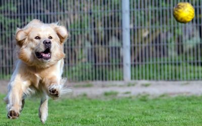 Playing a Game of Fetch with Your Dog