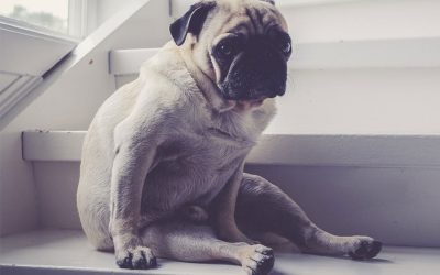 COVID-19: Being Active Prevents Weight Gain