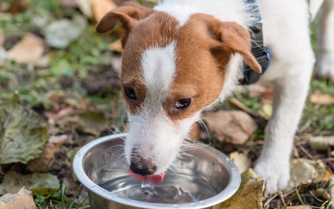 Ensuring Your Pets Stay Hydrated