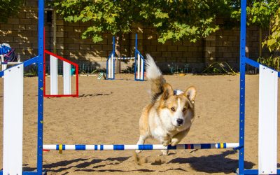 10 Summer Fun Ideas for You and Your Dog