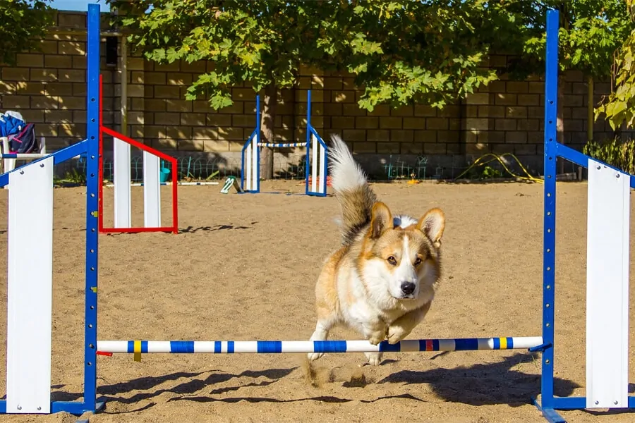 10 Summer Fun Ideas for You and Your Dog