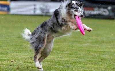 Rescue Dog: Easing into Home