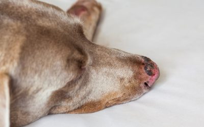 Sunburn-can a dog get one?