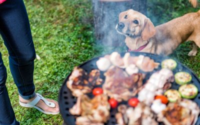 Cookouts Food and Pet Safety