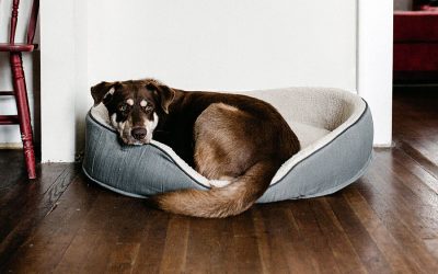 Relaxed Rescue Dog-Transition Tips
