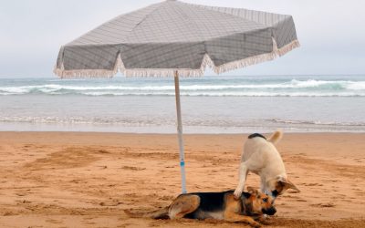 Top 5 Ways to Prevent Dog Sunburn