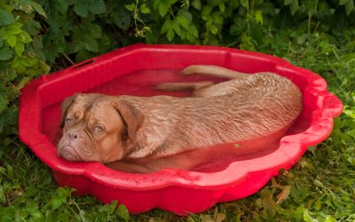 How to Keep your Dog Cool this Summer