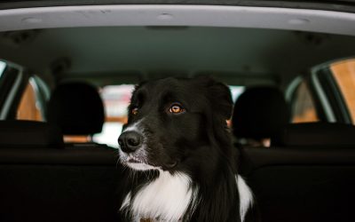 Car Riding Fear – Insight Into Causes